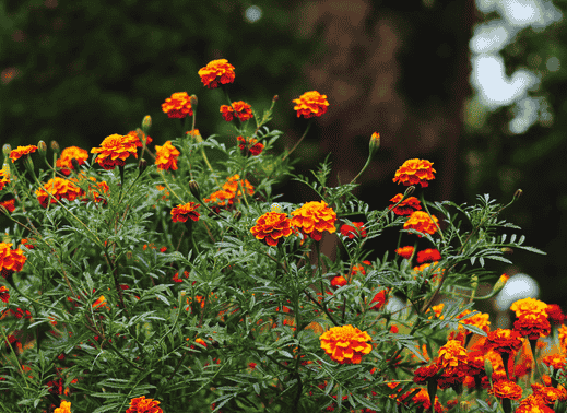 Garden landscape